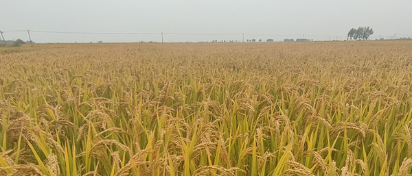 遼寧機(jī)構(gòu)質(zhì)檢報(bào)告了解質(zhì)檢報(bào)告第三方檢測機(jī)構(gòu)的類型